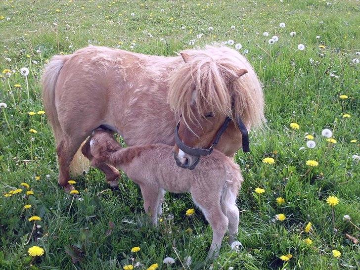 Anden særlig race Pretty One - Pretty får en tår mælk billede 3