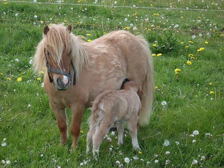 Anden særlig race Pretty One billede 4