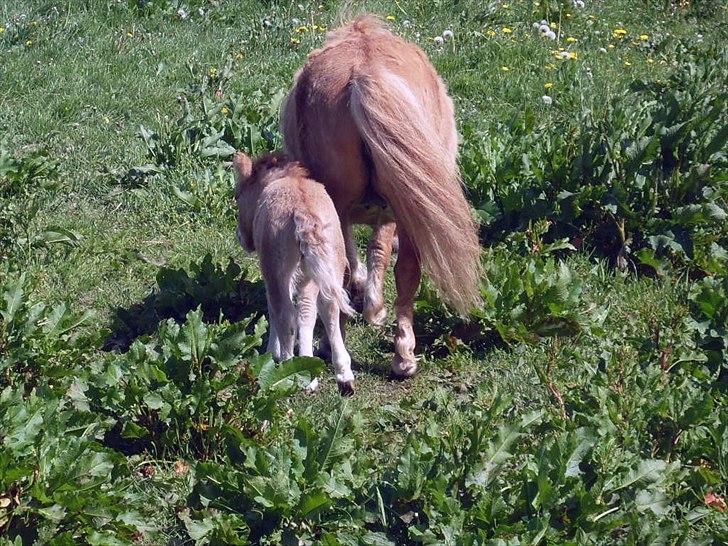 Anden særlig race Pretty One billede 5