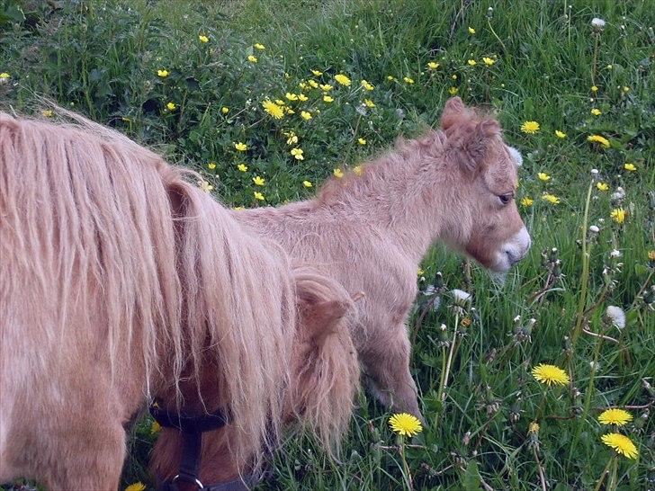 Anden særlig race Pretty One - lille Pretty one billede 6