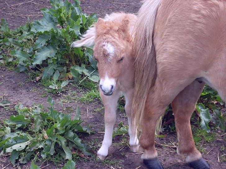 Anden særlig race Pretty One - Lille pynte prinsesse billede 7