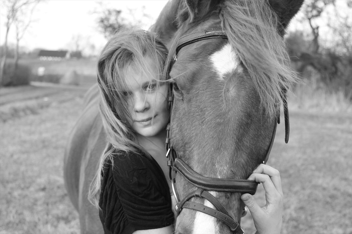 Welsh Cob (sec D) oliver - elsker dig oliver<3:-* billede 6