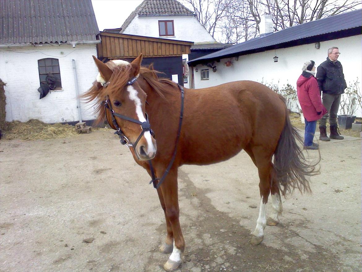 Anden særlig race joy<3  "vsr" - joy efter en "lille" ride tur! :'(

foto: mig<3 billede 14