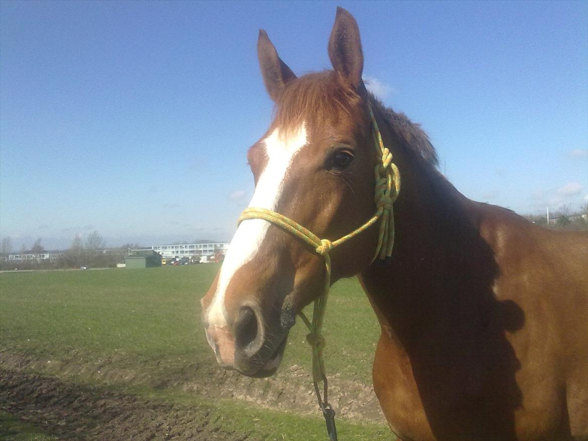 Dansk Varmblod Quick Lady BZ billede 1