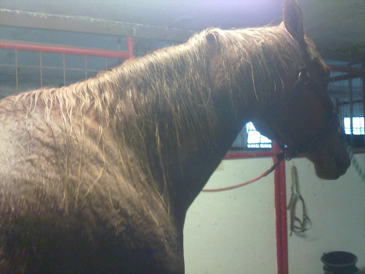 Dansk Varmblod Quick Lady BZ - Den da den lille hest ankom til stalden. billede 2
