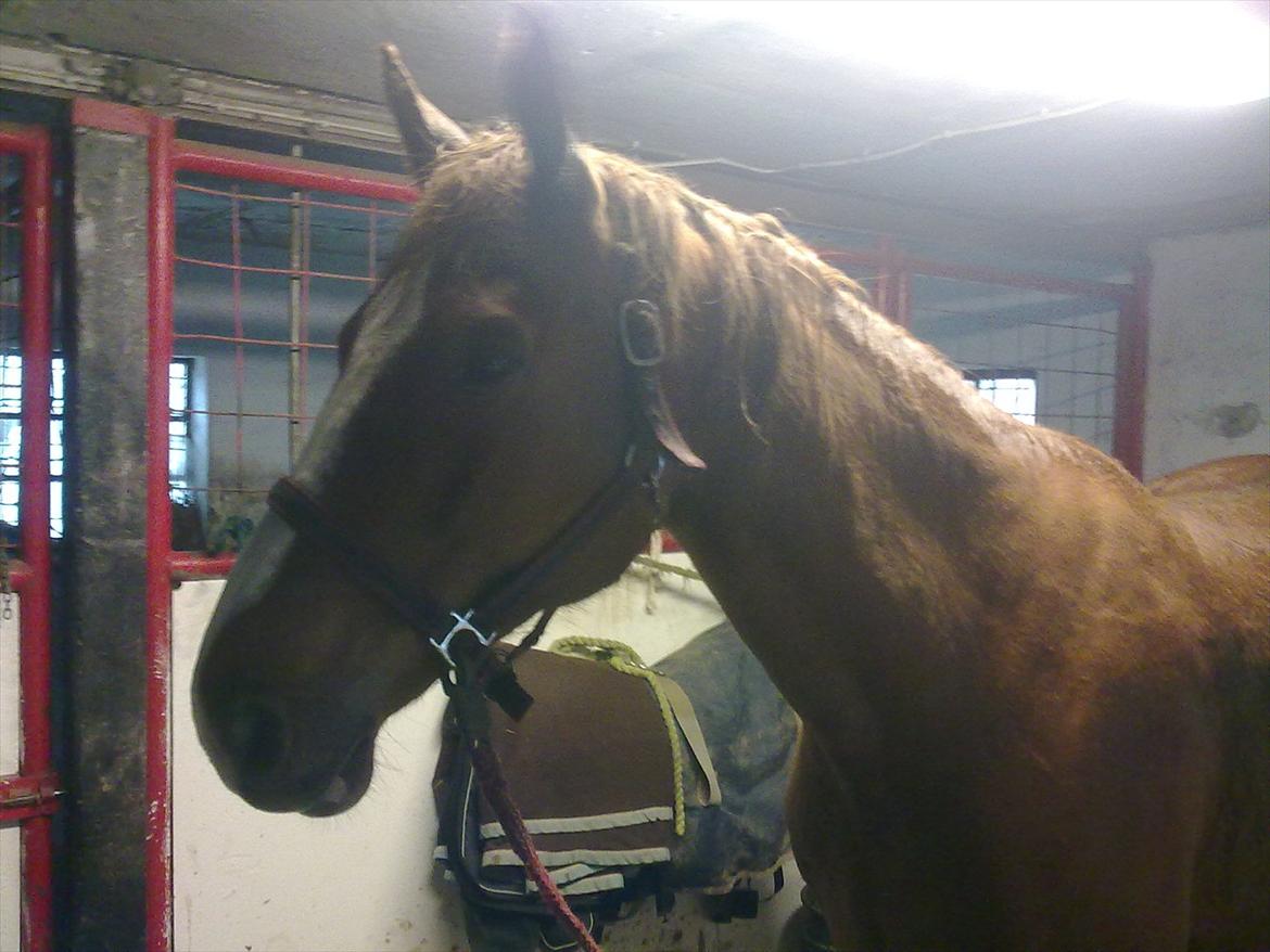 Dansk Varmblod Quick Lady BZ - Den da den lille hest ankom til stalden. billede 3