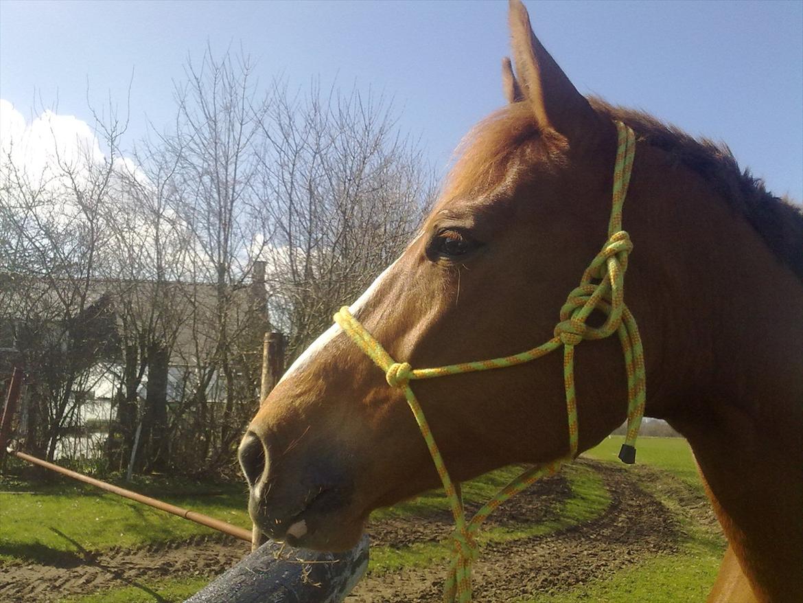 Dansk Varmblod Quick Lady BZ billede 4