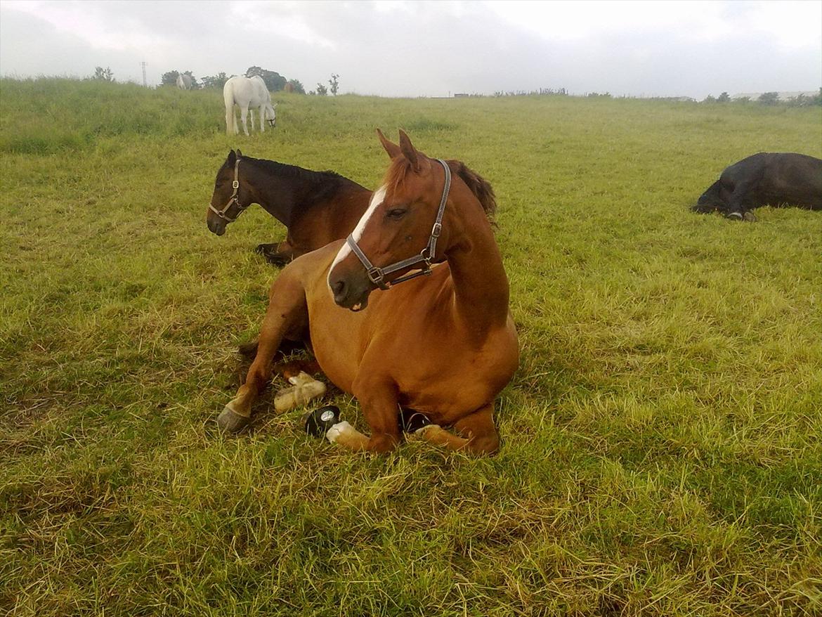 Dansk Varmblod Quick Lady BZ billede 5