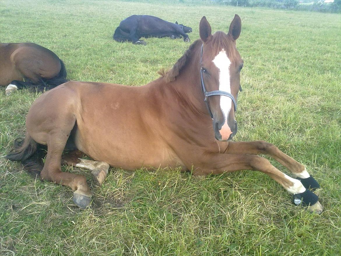 Dansk Varmblod Quick Lady BZ billede 6