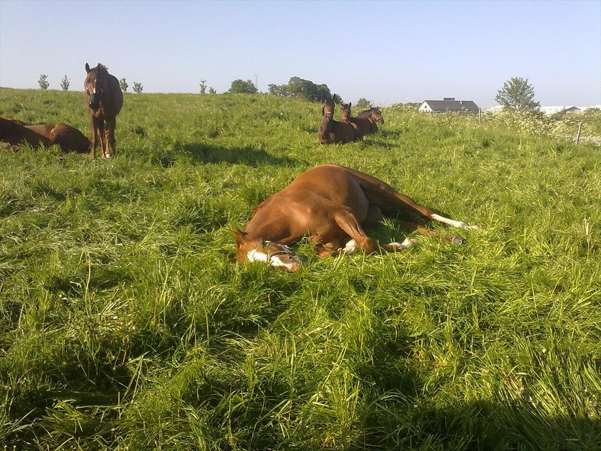 Dansk Varmblod Quick Lady BZ - skønhedssøvn skal der til for at holde sig lækker ;0) billede 7