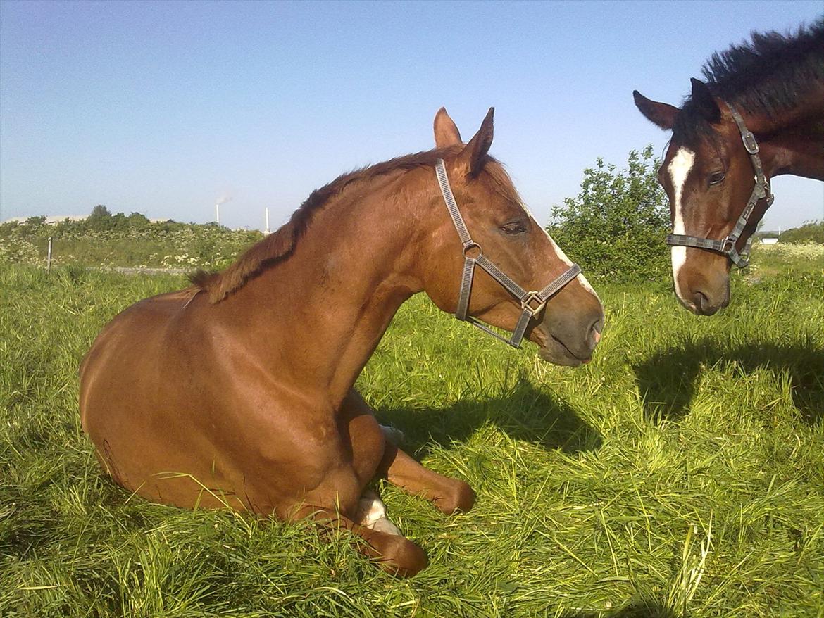 Dansk Varmblod Quick Lady BZ - ... man kan jo altid ligger i græsset og gøre sig lækker for sin kæreste :-) billede 8