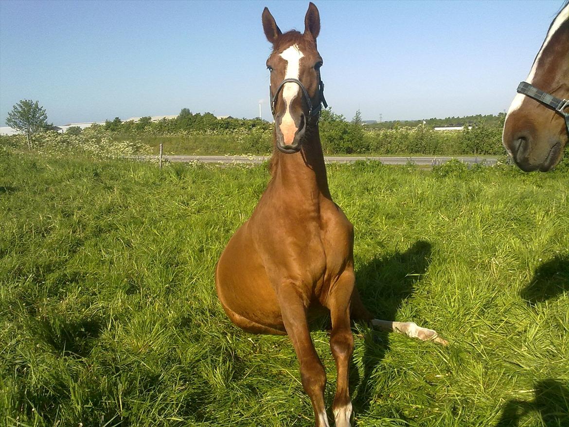 Dansk Varmblod Quick Lady BZ billede 9