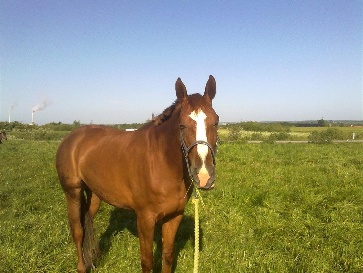 Dansk Varmblod Quick Lady BZ billede 10