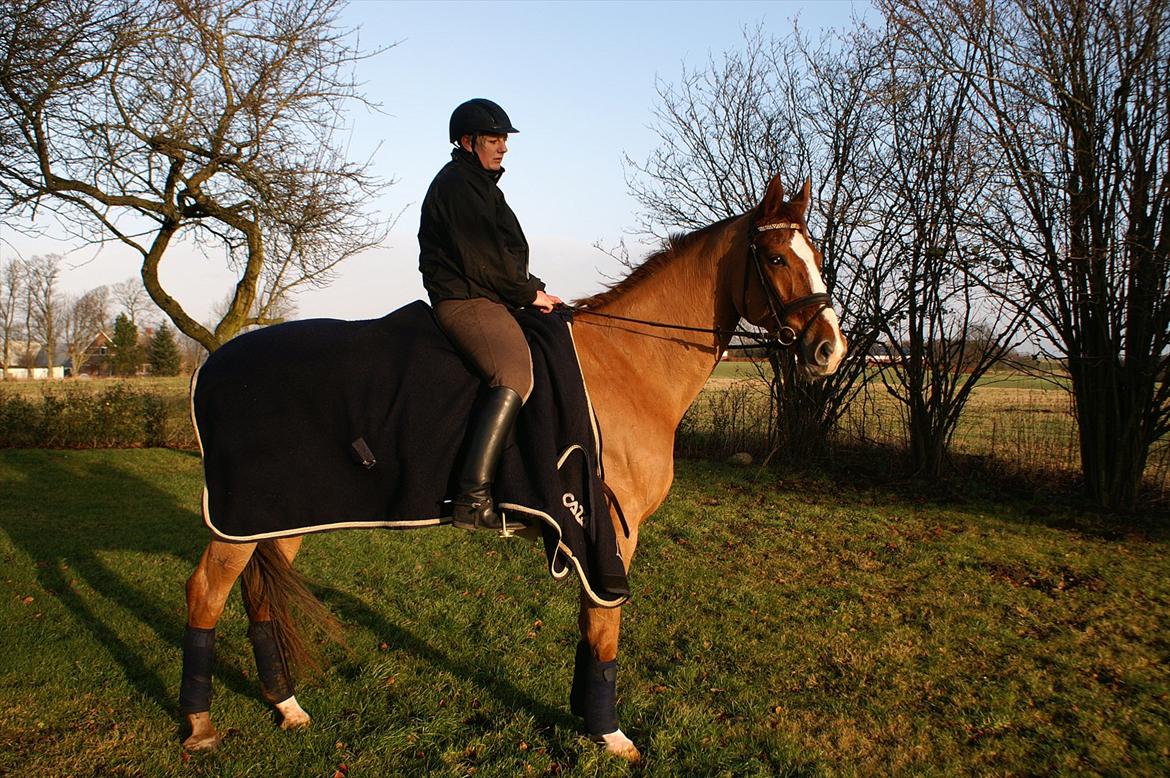 Dansk Varmblod Quick Lady BZ billede 11