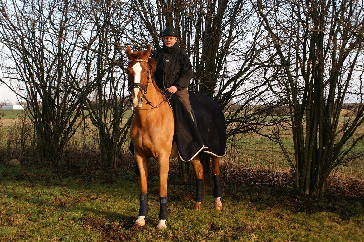 Dansk Varmblod Quick Lady BZ billede 12