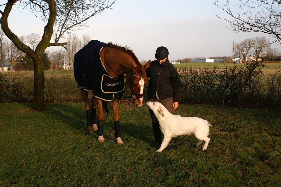 Dansk Varmblod Quick Lady BZ - Mine 2 elskede dyr, som heldigvis har accepteret hinanden :-) billede 13