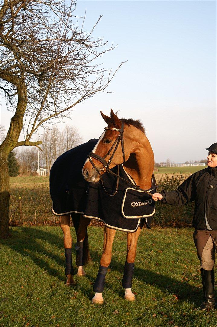 Dansk Varmblod Quick Lady BZ billede 14