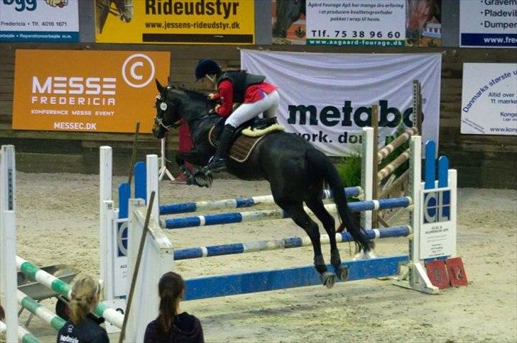 Hollandsk Sportspony R.I.P Black Lady  <3 billede 15