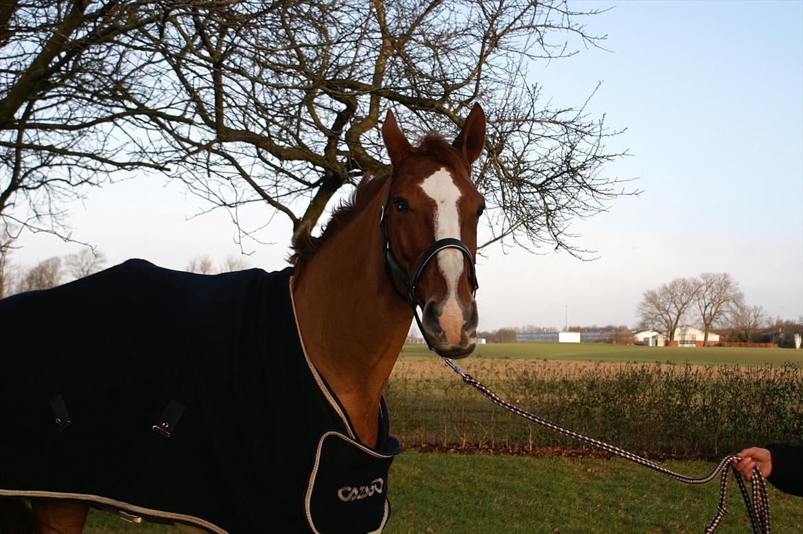 Dansk Varmblod Quick Lady BZ billede 15