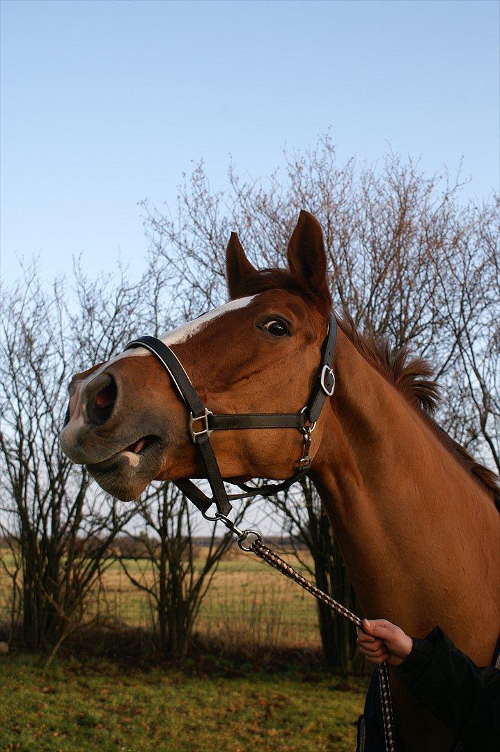 Dansk Varmblod Quick Lady BZ - Hallo.... Er der nogen???

Hader bare at være alene! :-) billede 16