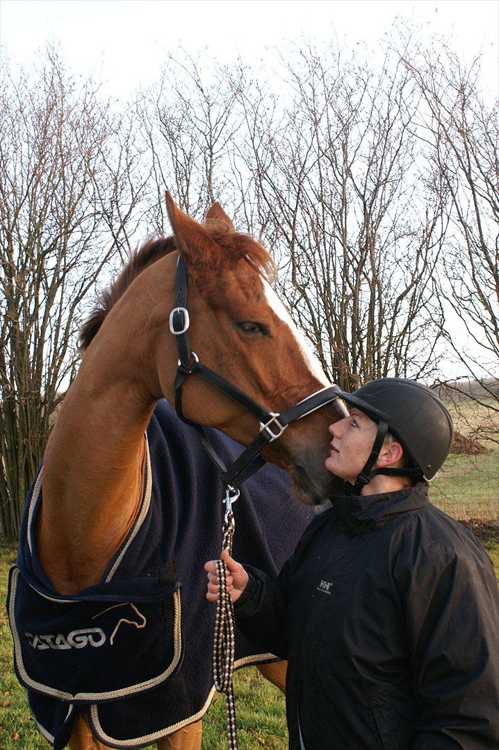 Dansk Varmblod Quick Lady BZ billede 17