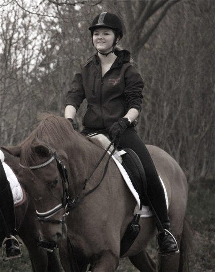 Dansk Varmblod Hjælmsbjergs Pocharma billede 2