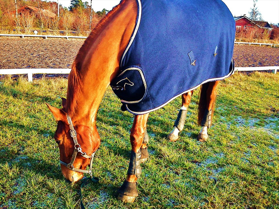 Dansk Varmblod Hjælmsbjergs Pocharma - Afslapning efter undervisning billede 3