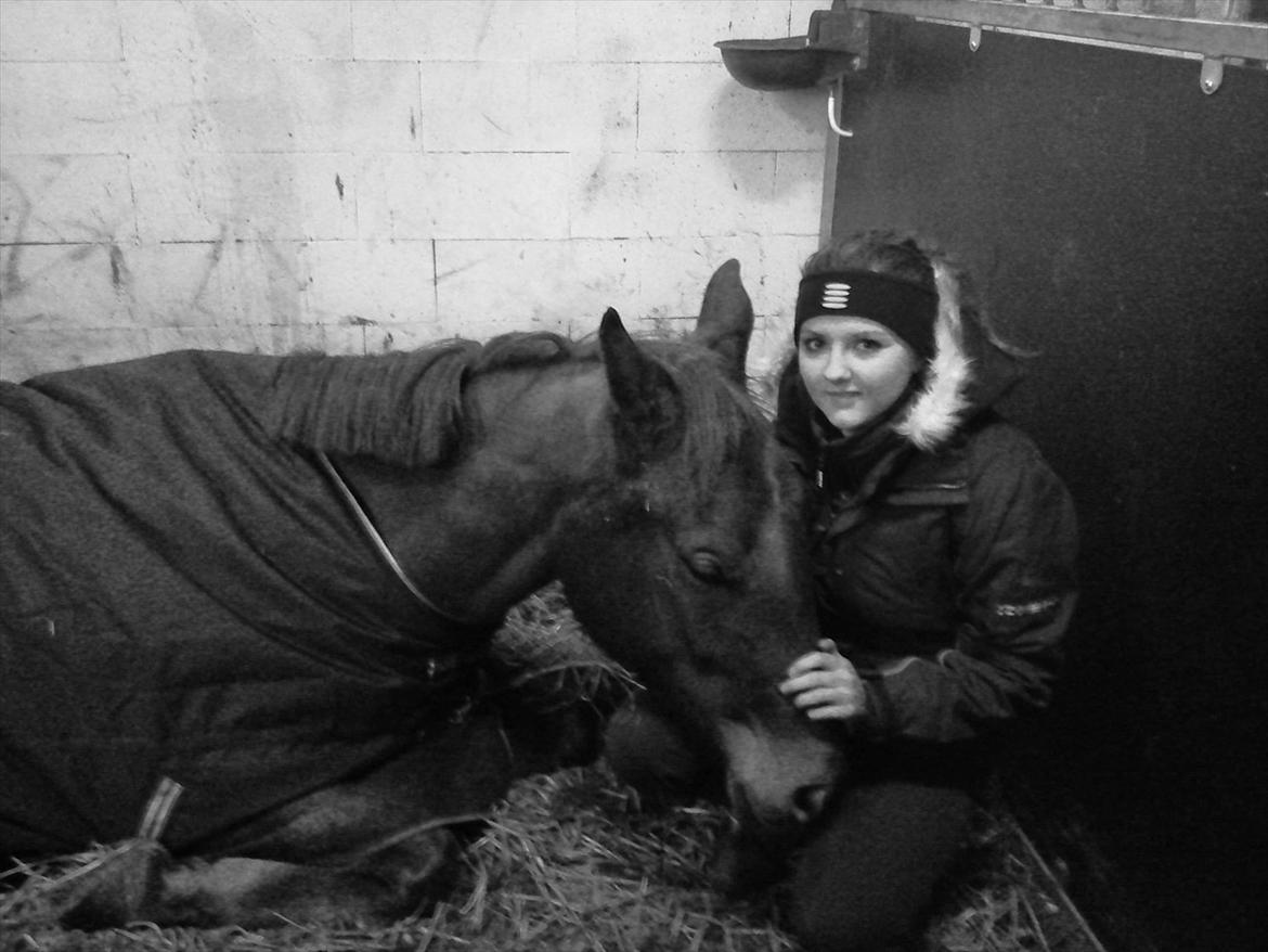 Dansk Varmblod Hjælmsbjergs Pocharma - En meget træt unghest! billede 4