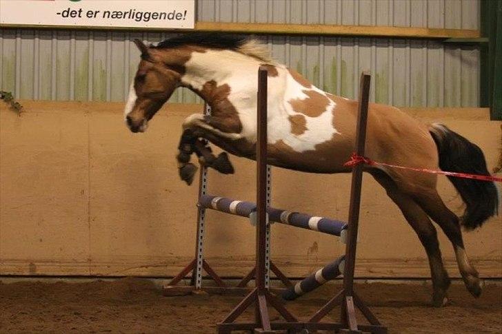 Anden særlig race Casmir - løs spring havde en meget glad pony det er første gang han springer så høj efter skaden :) ( ca 75 cm )<3 billede 13