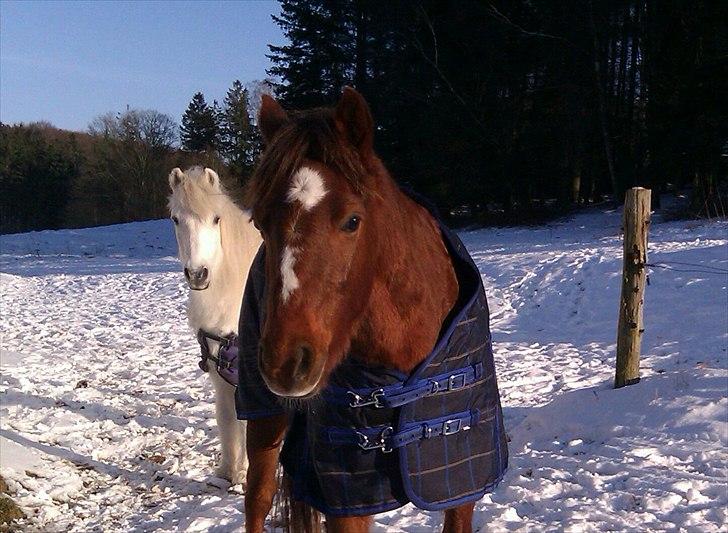 Welsh Pony (sec B) Bjerregårds Gandalf billede 5