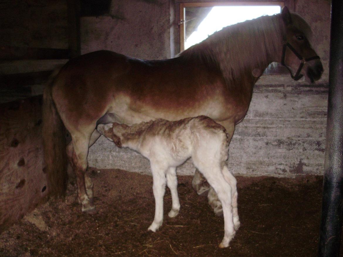 Haflinger Appell Lindegaard solgt billede 1