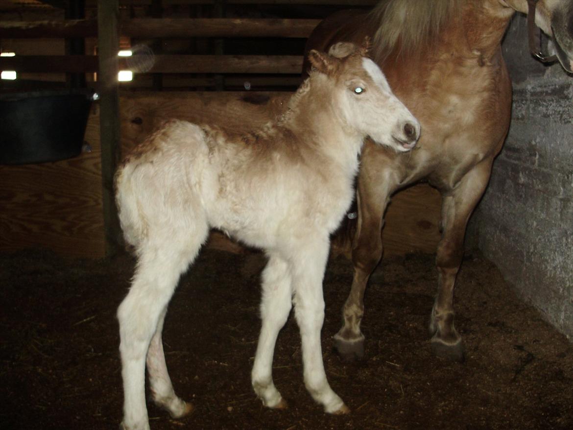 Haflinger Appell Lindegaard solgt billede 2