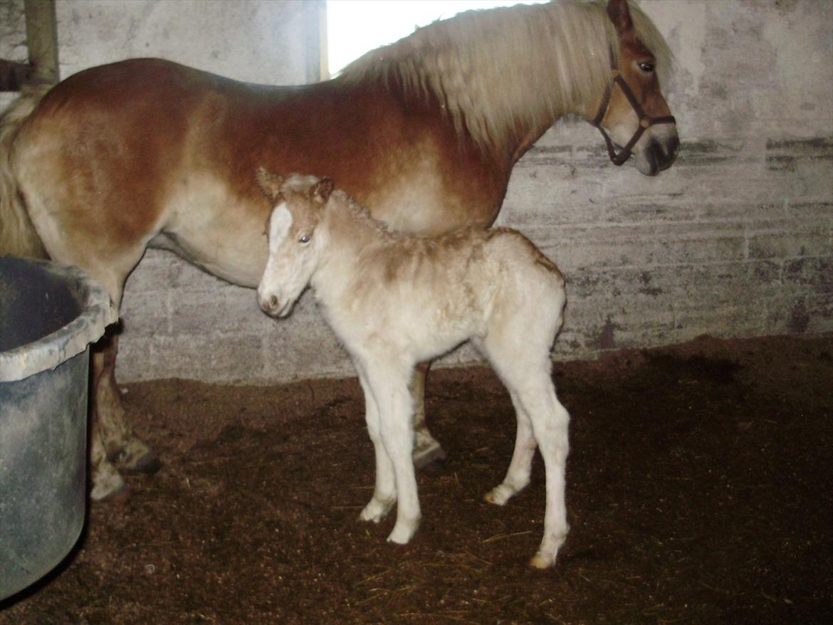 Haflinger Appell Lindegaard solgt billede 3