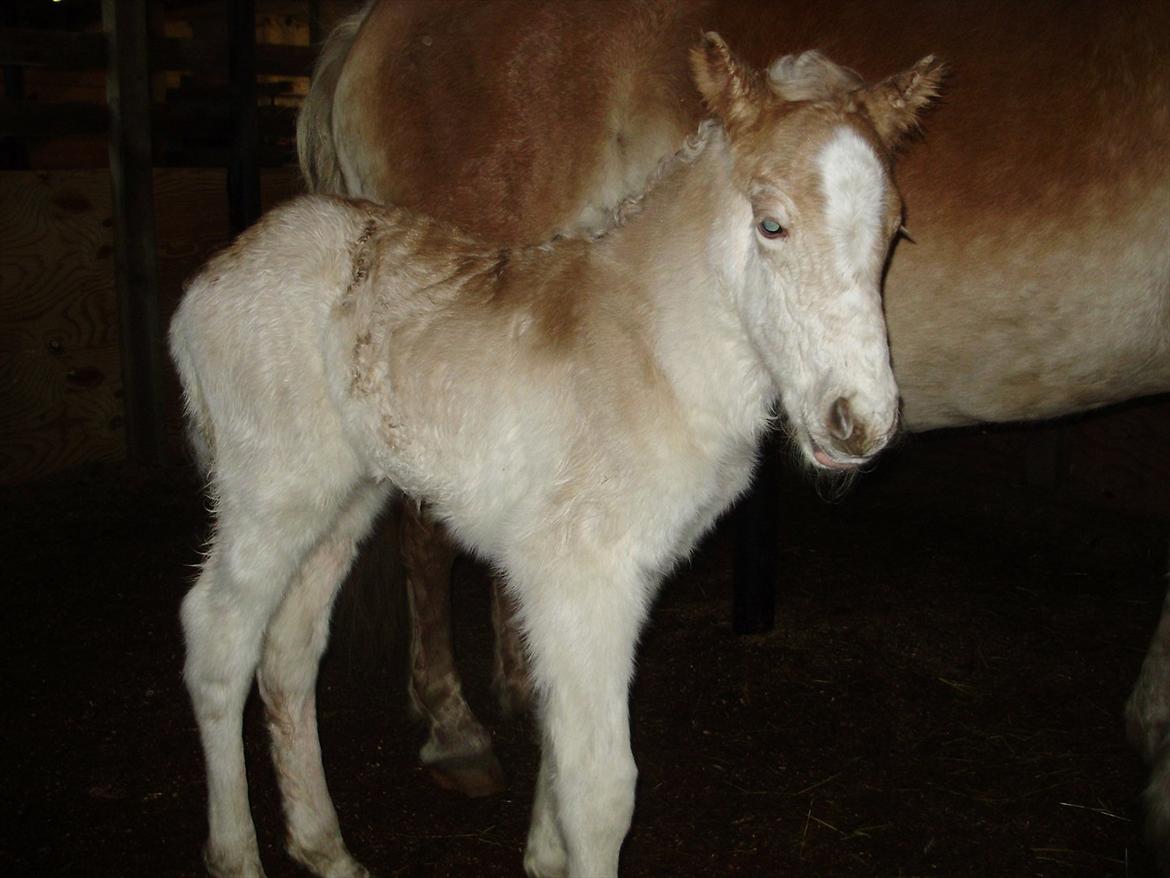 Haflinger Appell Lindegaard solgt billede 4