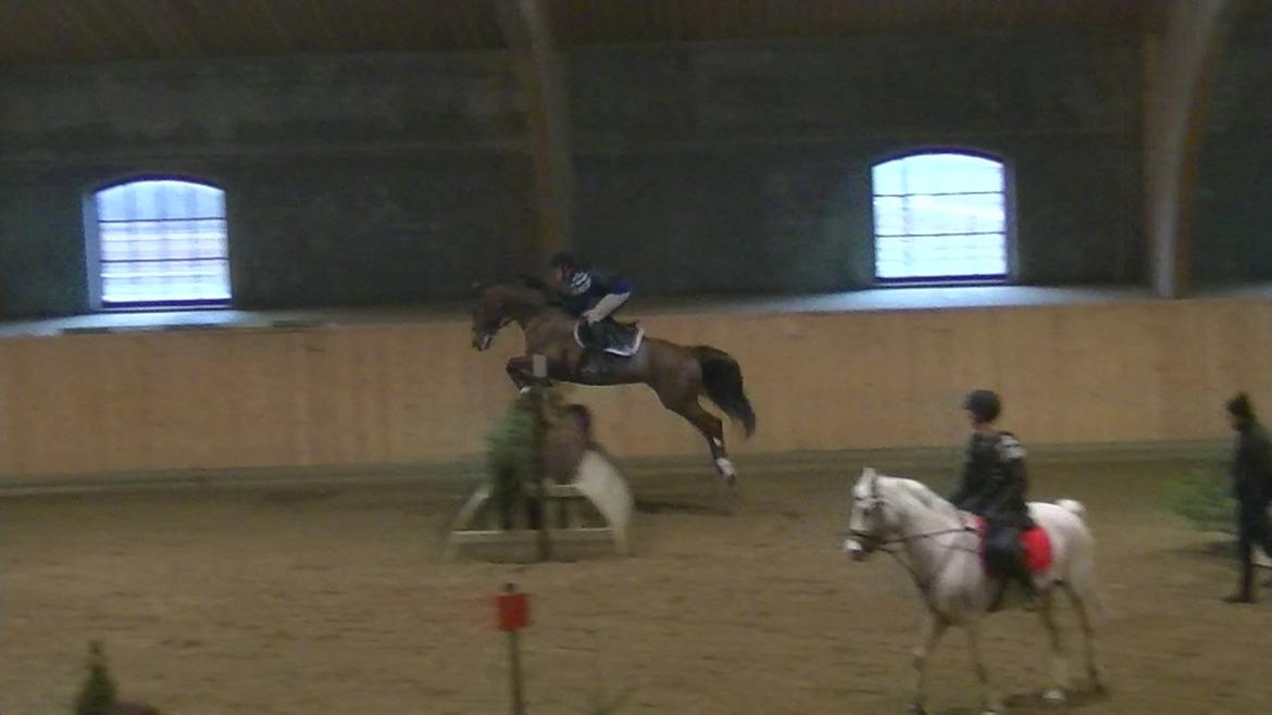 Hannoveraner Desiree - Indooreventing  billede 17