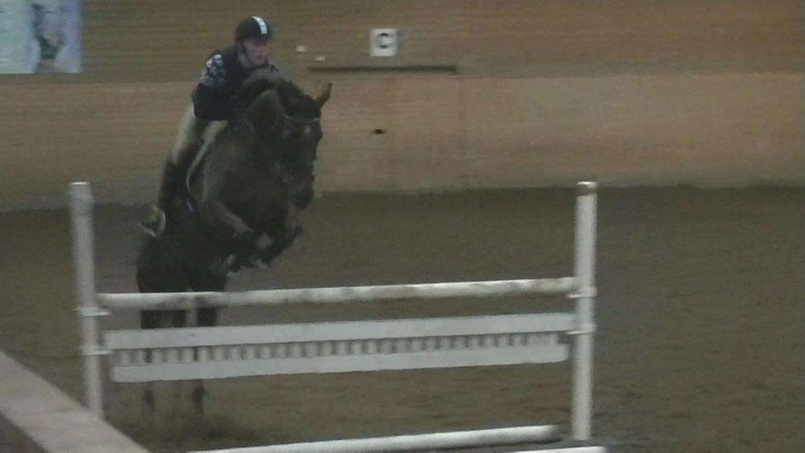 Hannoveraner Desiree billede 19