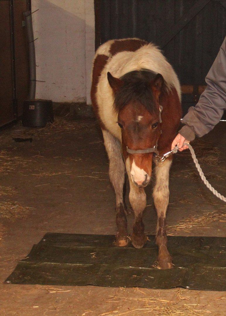 Pinto Kilgast's Assur billede 8