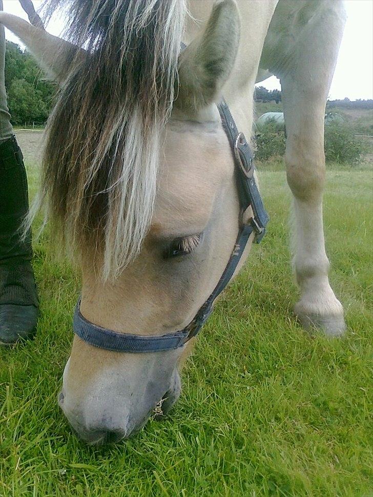 Fjordhest Fjolle - der græssede jeg med ham billede 12