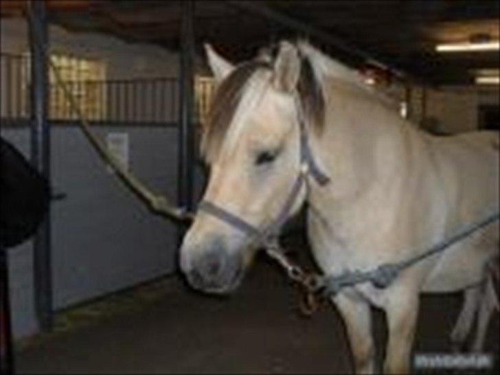 Fjordhest Fjolle - der var jeg ved at gøre fjolle klar til at ride billede 13