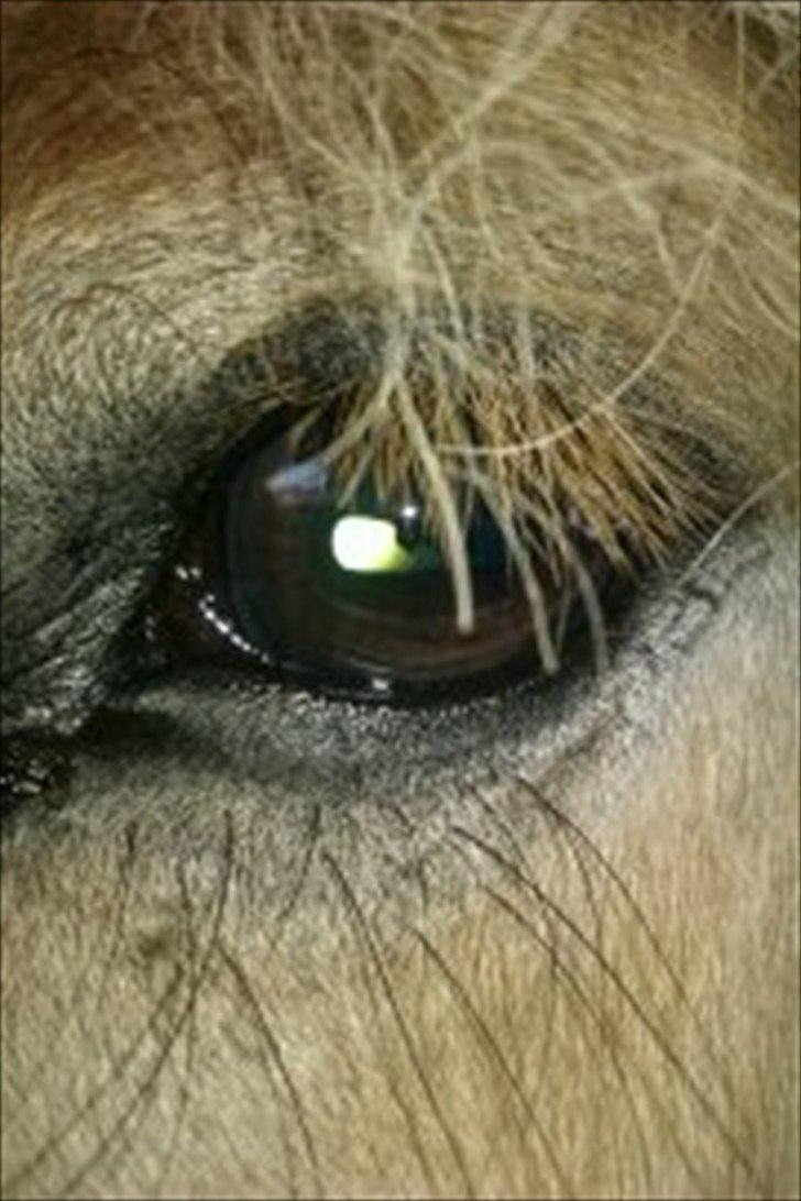 Fjordhest Fjolle billede 14