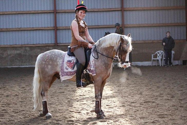 Welsh Pony af Cob-type (sec C) Fjordglimts Mr. Gipson billede 17