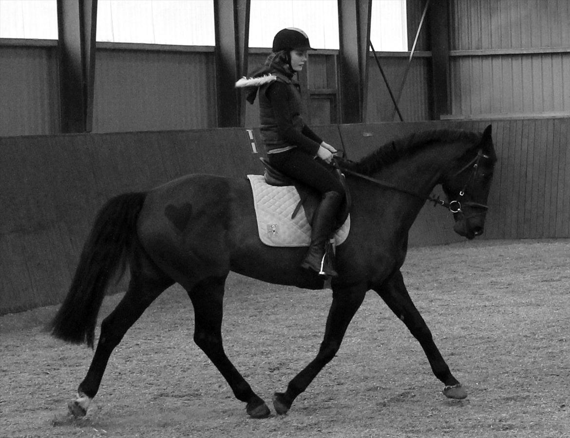 Dansk Varmblod Chanel - Det kan godt være at vi ikke er perfekte, men du er perfekt for mig<3 Foto: laura<3 billede 13