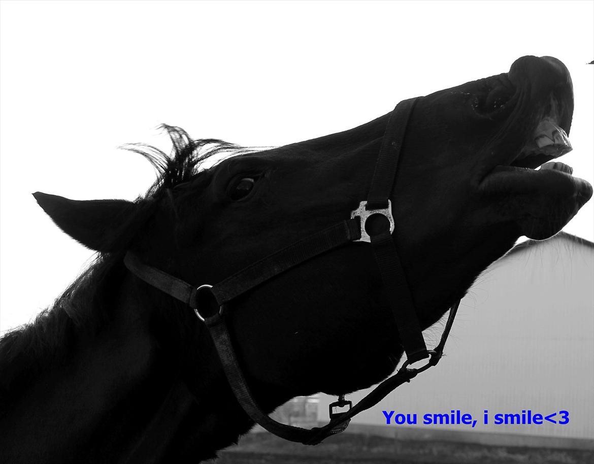 Dansk Varmblod Chanel - You smile, I smile<3 foto: mig billede 19