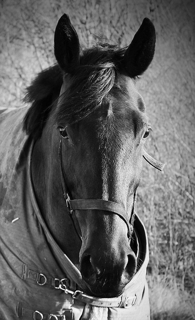 Dansk Varmblod Chanel - Sunshine<3 foto:mig billede 4