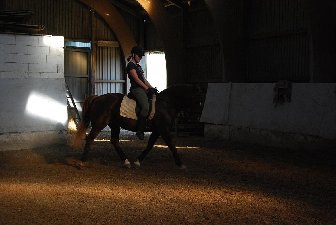 New Forest Igor billede 19