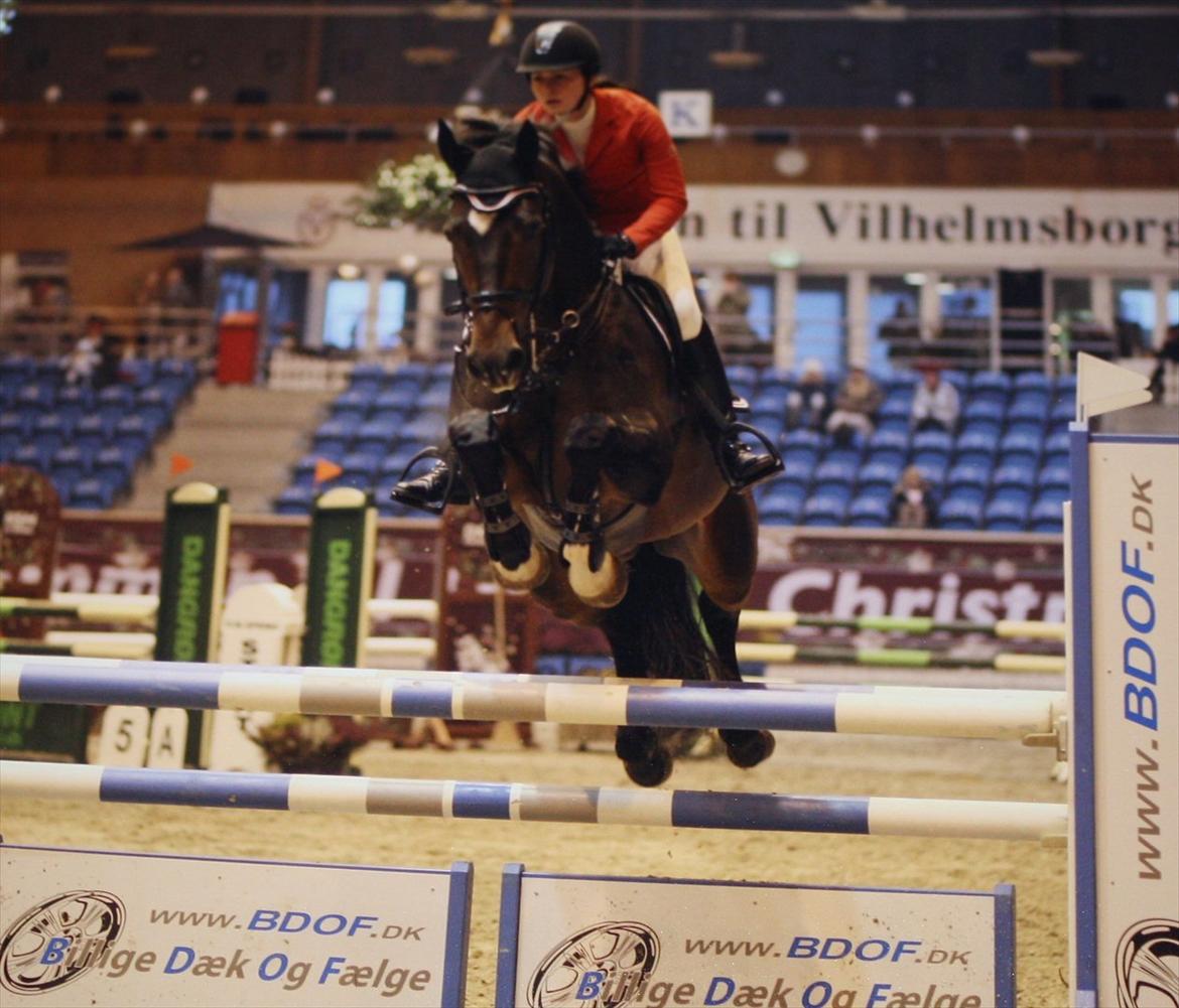 Dansk Varmblod KROGÅRDENS CONCORDE DVH 848 (KÅRET HINGST) - LA** chrismas show warm up  billede 1