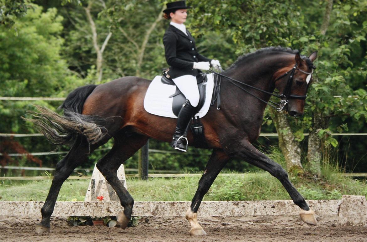 Dansk Varmblod KROGÅRDENS CONCORDE DVH 848 (KÅRET HINGST) - MB2 til jysk ride uge  billede 2