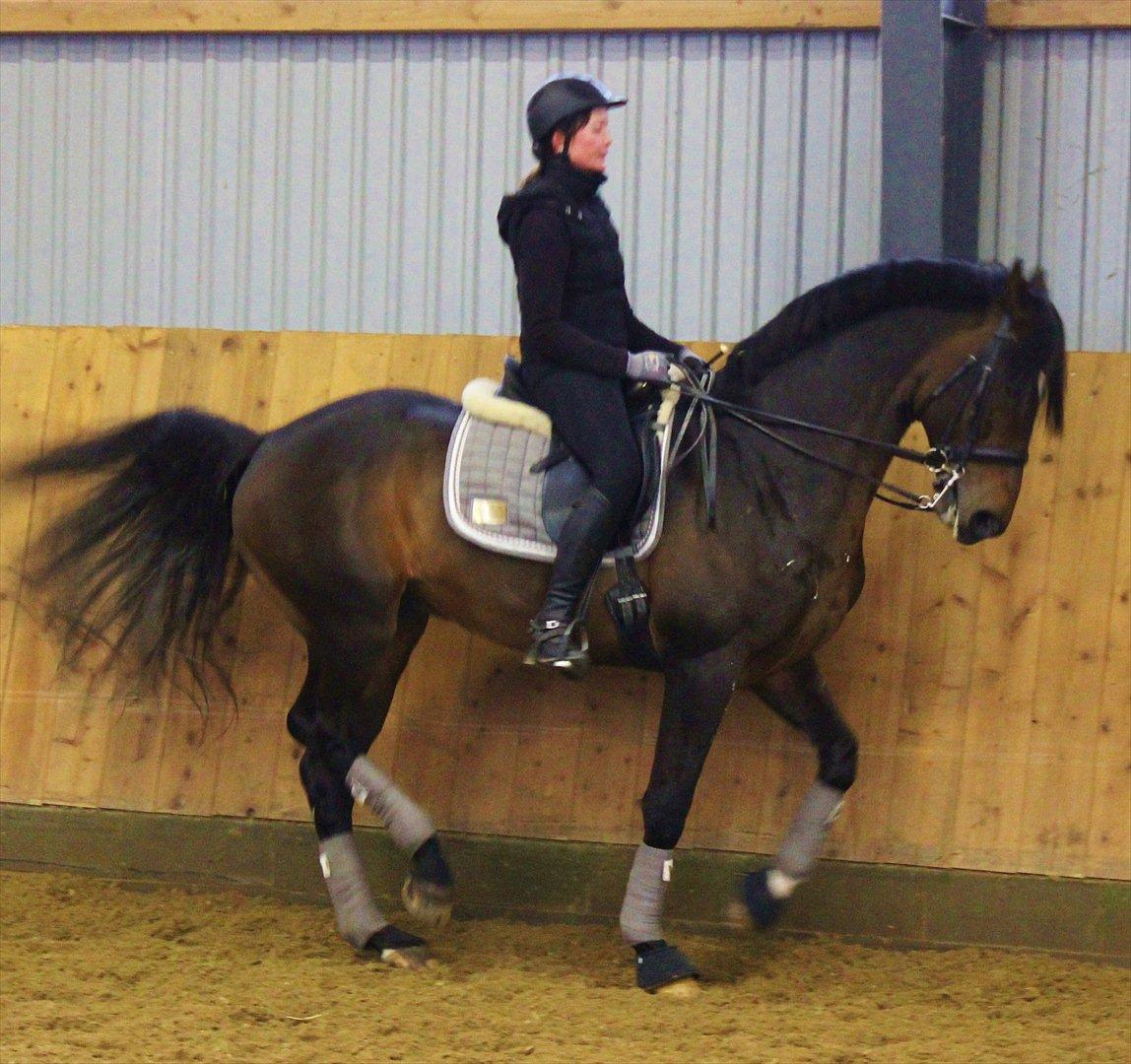 Dansk Varmblod KROGÅRDENS CONCORDE DVH 848 (KÅRET HINGST) billede 7