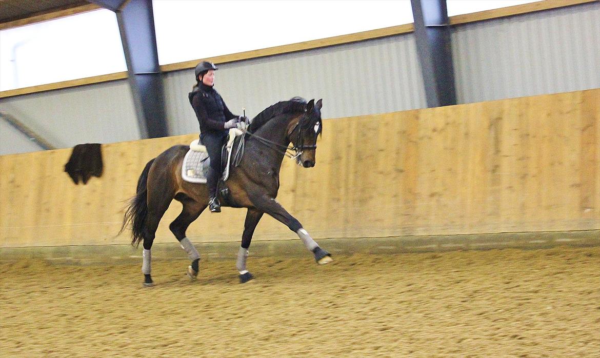 Dansk Varmblod KROGÅRDENS CONCORDE DVH 848 (KÅRET HINGST) - træning derhjemme 23.2.12 billede 8