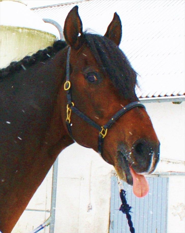 Dansk Varmblod KROGÅRDENS CONCORDE DVH 848 (KÅRET HINGST) billede 13